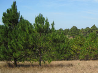 plantation-of-pinetrees